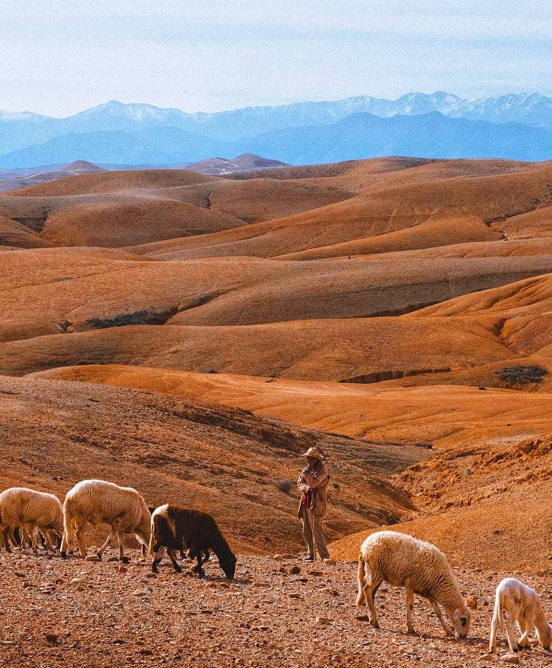 Shepherd with sheep in Agafay Desert with Atlas Mountains backdrop